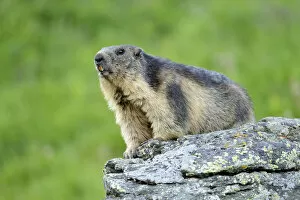 Images Dated 28th July 2013: Alpine Marmot -Marmota marmota-, Grossglockner, Hohe Tauern National Park, Tyrol, Austria