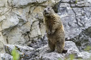 Alpine Marmot -Marmota marmota-, Sandesbachtal, Tyrol, Austria