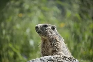 Alpine Marmot -Marmota marmota- on a stone, Dachstein, Bachlalm, Styria, Austria