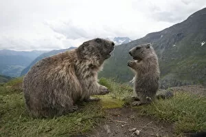 Images Dated 24th July 2014: Alpine marmot -Marmota marmota- with young, High Tauern National Park, Carinthia, Austria