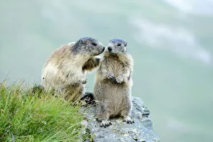 Images Dated 28th July 2013: Two Alpine Marmots -Marmota marmota- sniffing each other, Grossglockner