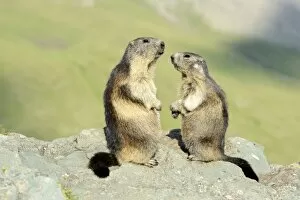 Two Alpine Marmots -Marmota marmota-, standing on rocks, Grossglockner, Hohe Tauern National Park, Tyrol, Austria