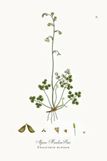 Images Dated 22nd September 2017: Alpine Meadow Rue, Thalictrum Alpinum, Victorian Botanical Illustration, 1863
