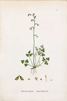 Images Dated 27th December 2016: Alpine Meadow Rue, Thalictrum Alpinum, Victorian Botanical Illustration, 1863