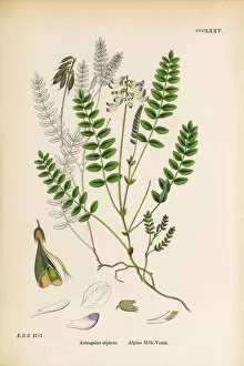 Images Dated 12th June 2017: Alpine Milk Vetch, Astragalus alpinus, Victorian Botanical Illustration, 1863