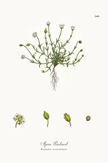 Images Dated 4th October 2017: Alpine Pearlwort, Sagina saxatilis, Victorian Botanical Illustration, 1863