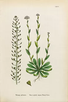 Images Dated 30th January 2017: Alpine Penny-Cress, Thlaspi sylvestre, Victorian Botanical Illustration, 1863