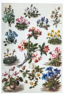 Alpine plants