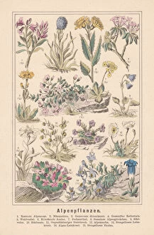 Images Dated 10th November 2017: Alpine plants, hand-colored lithograph, published in 1890