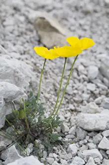 Papaver Prints: Alpine Poppy (Papaver rhaeticum)