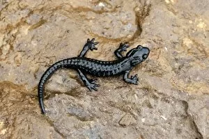 Images Dated 24th August 2014: Alpine Salamander -Salamandra atra-, Bernese Oberland, Switzerland