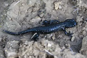 Alpine Salamander (Salamandra atra)