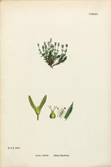 Images Dated 24th February 2017: Alpine Sandwort, Alsine Rubella, Victorian Botanical Illustration, 1863