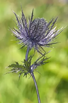 Blooming Prints: Alpine Sea Holly, Alpine Eryngo or Queen of the Alps -Eryngium alpinum