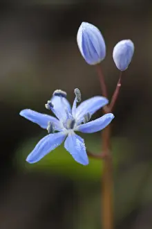 Out Of Focus Prints: Alpine squill (Scilla bifolia), Bavaria, Germany