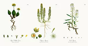 Images Dated 18th November 2017: Alpine Whitlow Grass, Draba Aizoides, Victorian Botanical Illustration, 1863