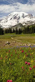 Alpine Wildflowers, Mt. Rainier National Park, Washington State, USA