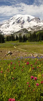 Alpine Wildflowers, Mt. Rainier National Park, Washington State, USA Alpine Wildflowers, Mt. Rainier National Park, Washington State, USA