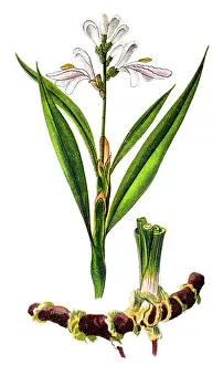 Alpinia officinarum, known as lesser galangal