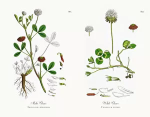 Images Dated 11th December 2017: Alsike Clover, Trifolium hybridum, Victorian Botanical Illustration, 1863