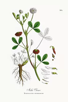Images Dated 17th October 2017: Alsike Clover, Trifolium hybridum, Victorian Botanical Illustration, 1863
