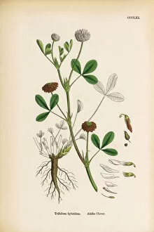 Images Dated 12th June 2017: Alsike Clover, Trifolium hybridum, Victorian Botanical Illustration, 1863