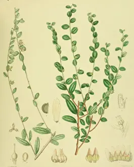 Alsodeia virgata, native to Southeast Asia, Sri Lanka, digitally restored historical colour print from 1893
