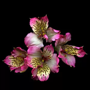 Images Dated 15th July 2011: Alstroemeria
