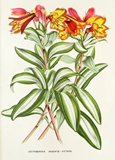 Art Product Prints: Alstroemeria argento, 19th century illustration