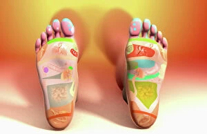 Science Gallery: alternative medicine, colour, foot, foot reflexology, front view, full view, landscape