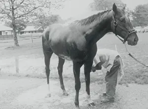 Clean Prints: Alydar Being Bathed