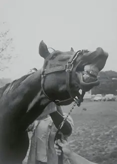 Alydar Sneering