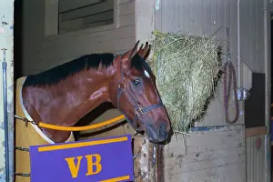 Alysheba in Stall