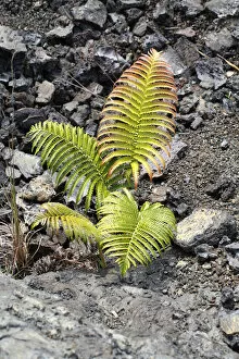 Images Dated 5th August 2012: Ama u fern -Sadleria cyatheoides-, endemic to Hawaii, volcanic zone, Mauna Ulu