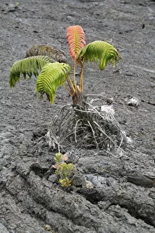 Images Dated 5th August 2012: Ama u fern -Sadleria cyatheoides-, with a red scar, according to legend