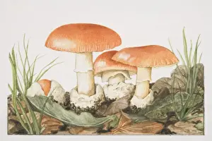 Mushrooms Prints: Amanita caesarea, Caesars Mushrooms fruiting around leaves and grasses