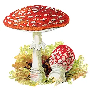 Amanita muscaria, commonly known as the fly agaric or fly amanita