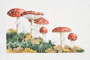 Amanita muscaria, Fly Agaric mushrooms fruiting in woodland
