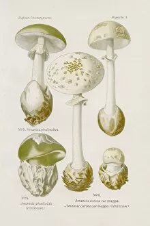 Images Dated 9th May 2017: Amanita mushroom 1891