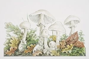 Images Dated 1st August 2006: Amanita virosa, Destroying Angel mushrooms fruiting in woodland
