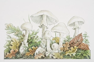 Images Dated 1st August 2006: Amanita virosa, Destroying Angel mushrooms fruiting in woodland