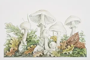 Fungus Prints: Amanita virosa, Destroying Angel mushrooms fruiting in woodland
