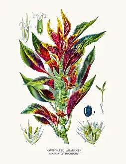 Amaranth flower