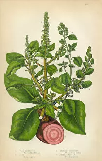 Images Dated 17th February 2016: Amaranth, Root, Beet, Goosefoot, Quinoa, Chenopodium, Victorian Botanical Illustration