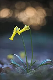 Images Dated 11th March 2018: amaryllidaceae, atmospheric, backlit, blossoming, blurred, blurry, bokeh, cropped