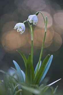 Blurred Gallery: amaryllidaceae, atmospheric, blurred, blurry, bokeh, detail, garden, niedersachsen