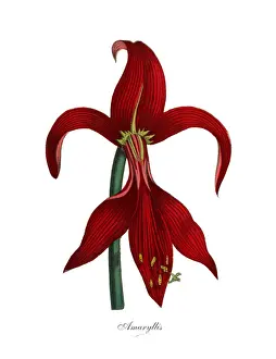 Amaryllis Prints: Amaryllis Plants, Victorian Botanical Illustration