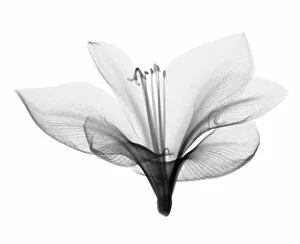 No One Collection: Amaryllis, X-ray