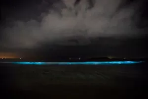 Aquatic Gallery: Amazing bioluminescence amidst the waves