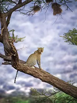 Vicki Jauron Wildlife Photography Prints: Amazing Close Up of Leopard in Tree Against Blue Background at Samburu, Kenya